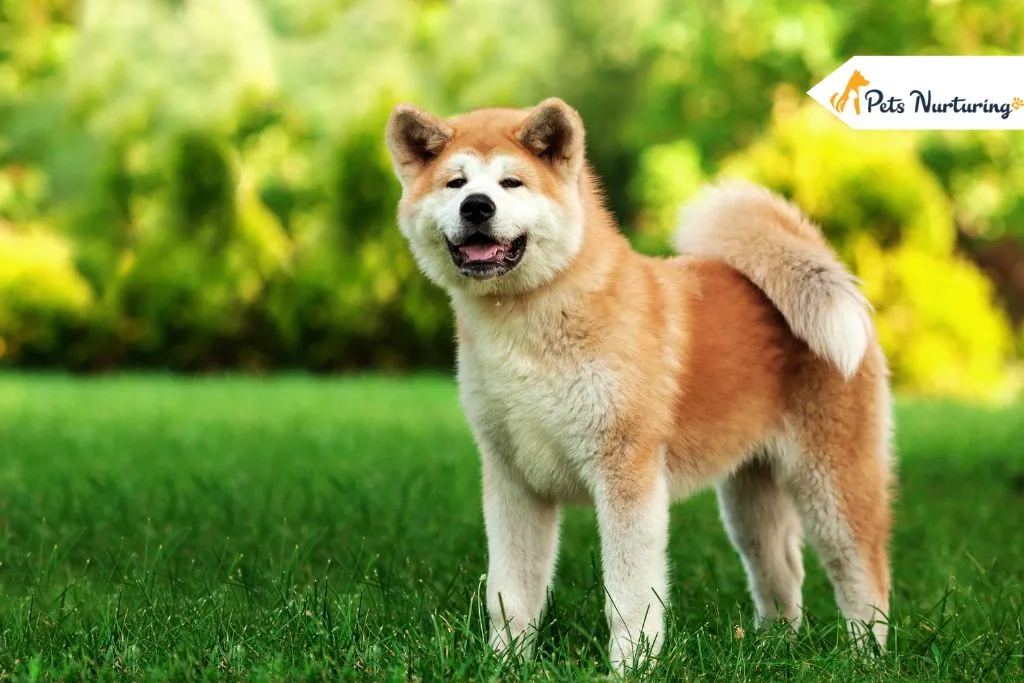 Dog Breeds with the Loudest Bark