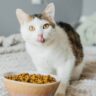 Features of Quality Cat Food