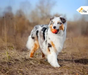Fluffy Dog Breeds