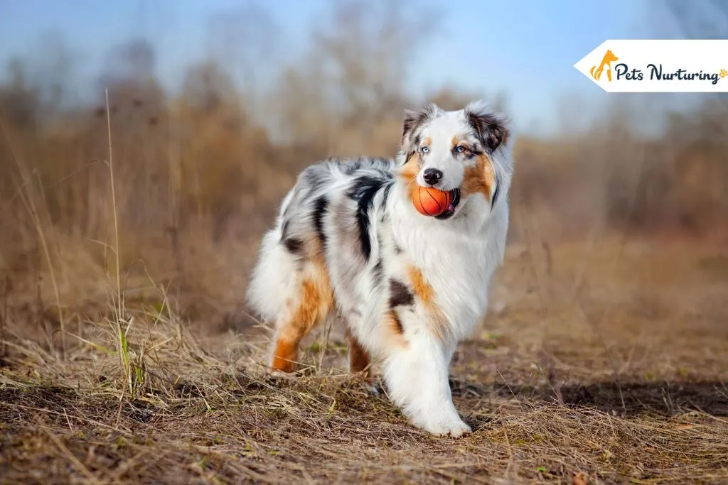 Fluffy Dog Breeds