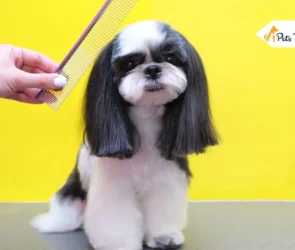 Give Your Dog the Royal Treatment