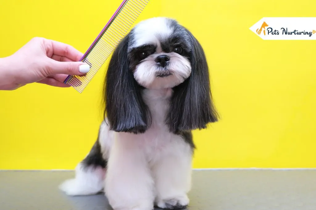Give Your Dog the Royal Treatment