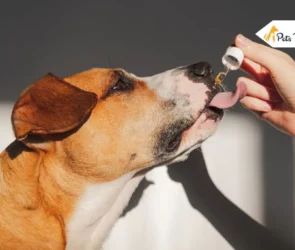 Is It Safe to Give CBD to Your Dog