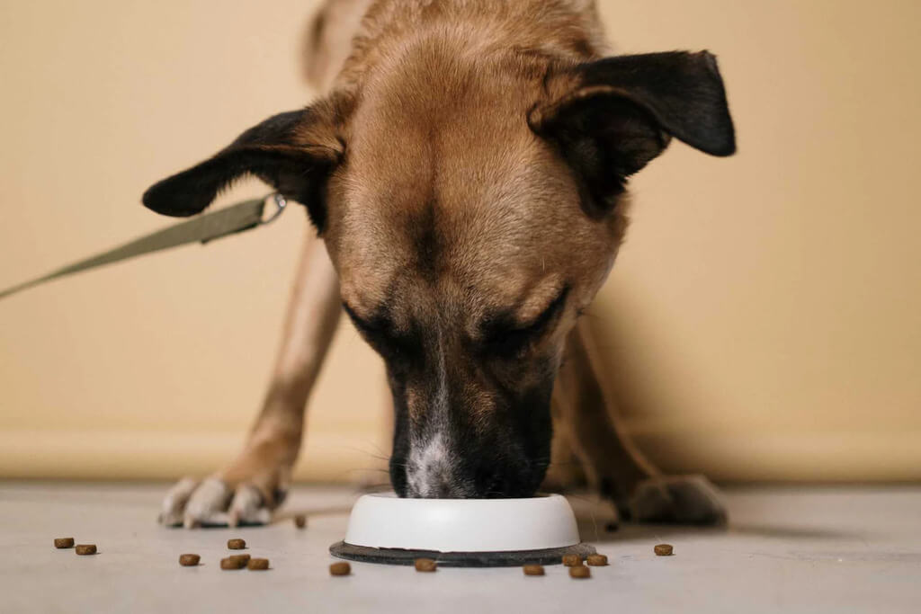 Is It Legal to Give CBD to Your Dog