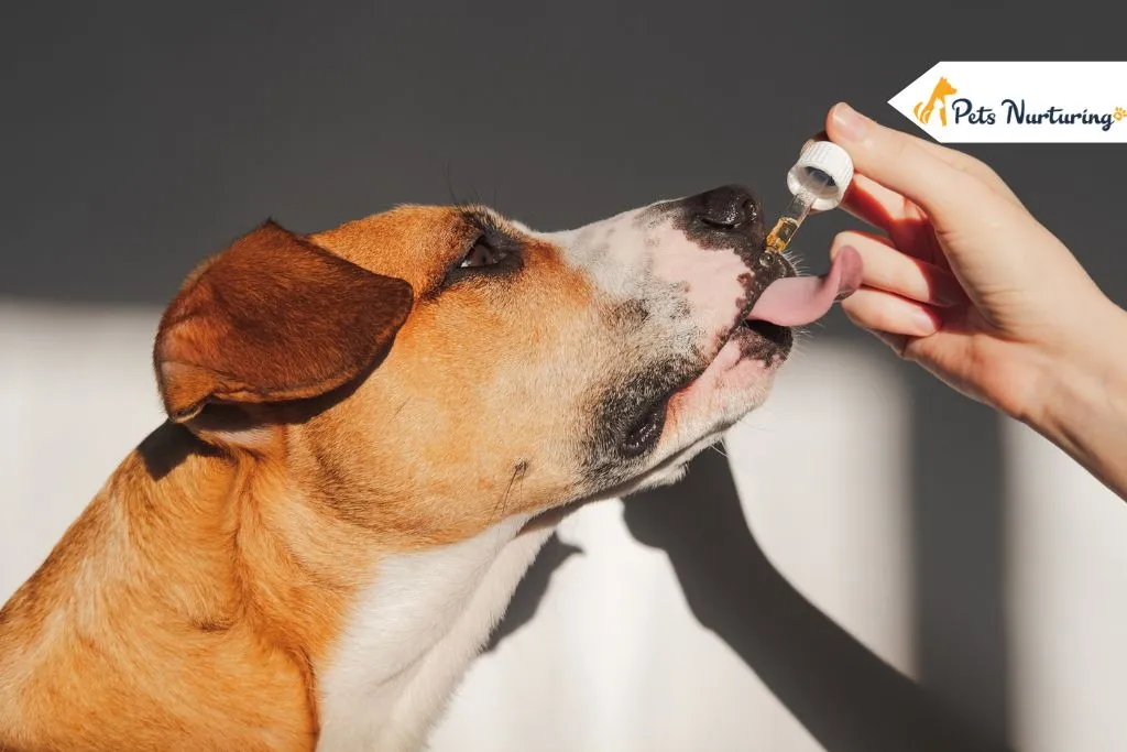 Is It Safe to Give CBD to Your Dog