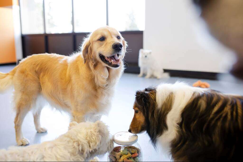 Pet Services
