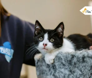 Pet-Centric Entrepreneurship