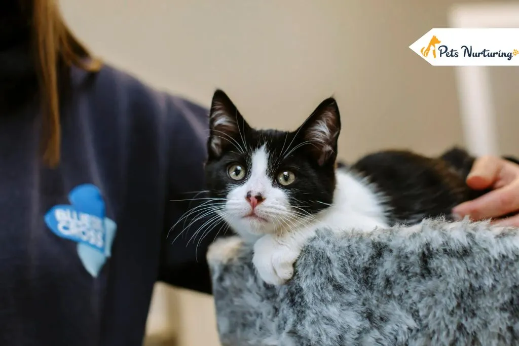 Pet-Centric Entrepreneurship