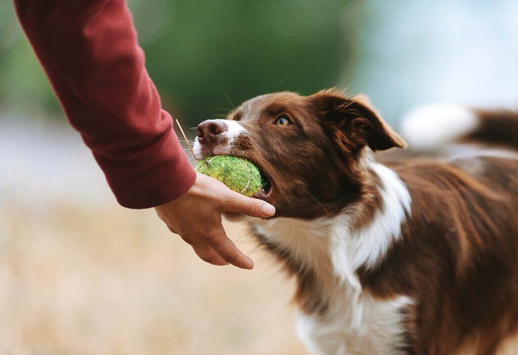 Understanding the Basics of Dog Obedience Training