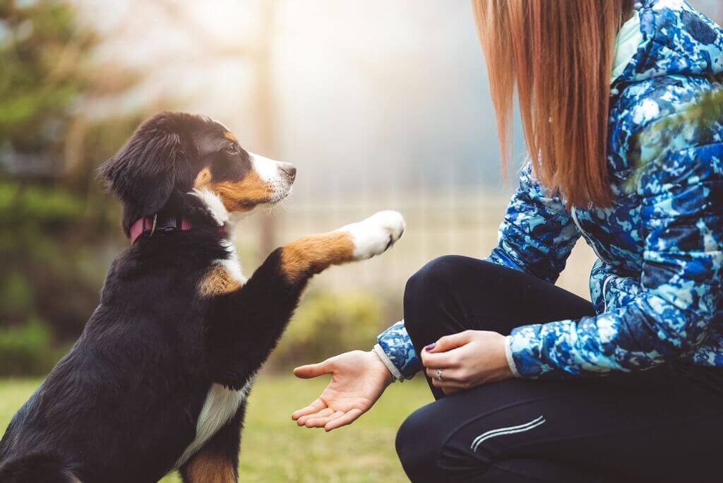 Teaching Basic Commands and Tricks to Your Pet