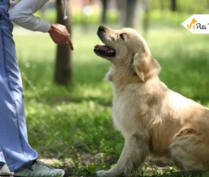 Puppy Training in Beaverton