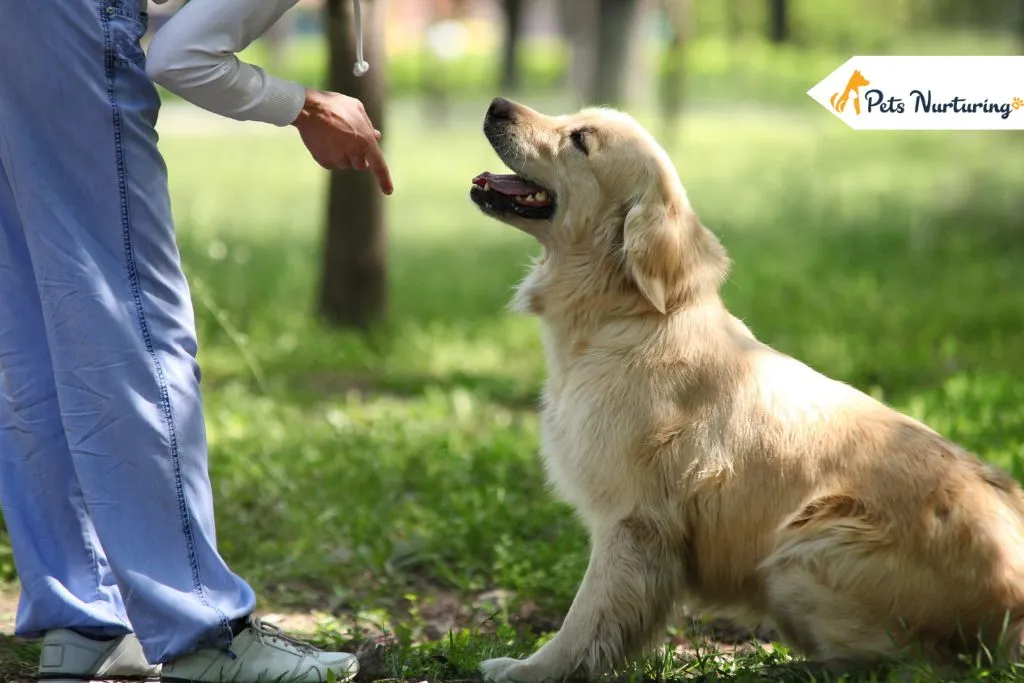 Puppy Training in Beaverton
