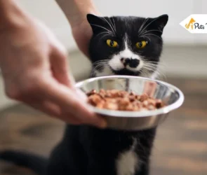 Quality Cat Food