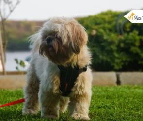 Shih Poo Dog Breed