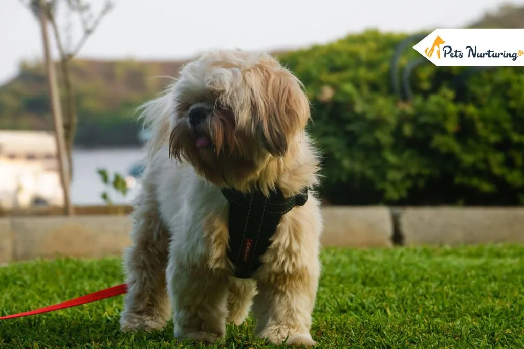 Shih Poo Dog Breed