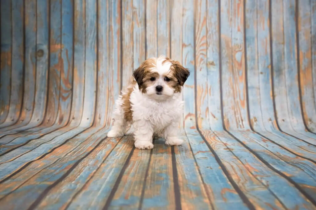 Highlights of Shih Poo
