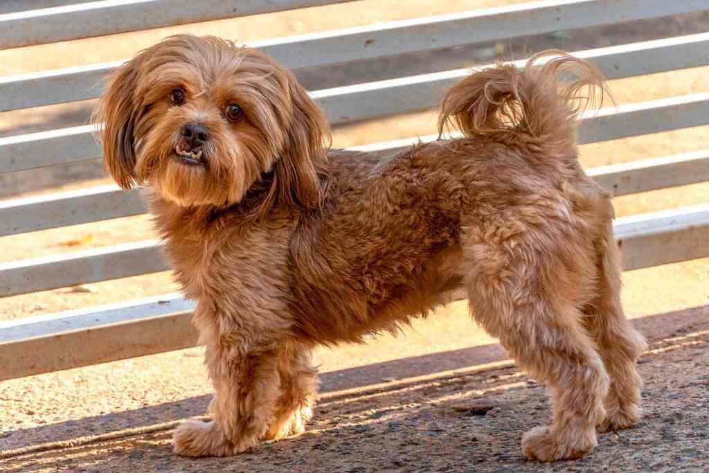 The character of Shih Poo