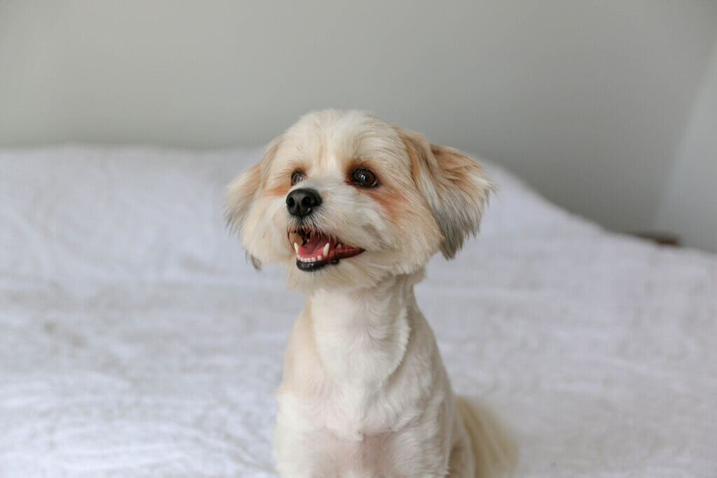 Buying Shih Poo