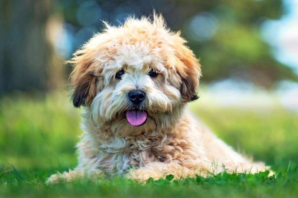 Characteristics and Health Aspects of Shih poo Dogs | Pets Nurturing