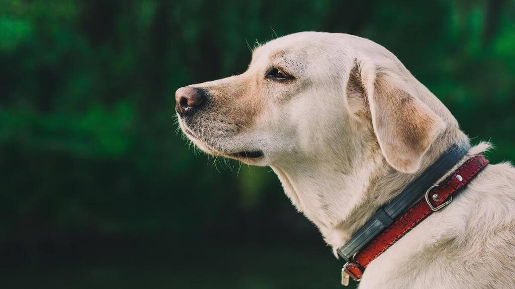 What Is a Dog Collar and Why Is It Important?