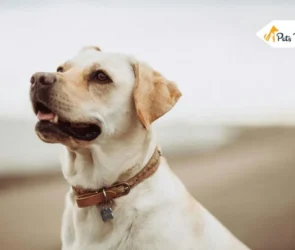 Type of Dog Collar