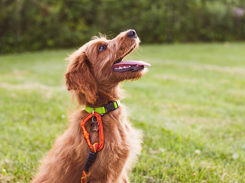 What Are Some Additional Features to Consider When Choosing a Dog Collar?