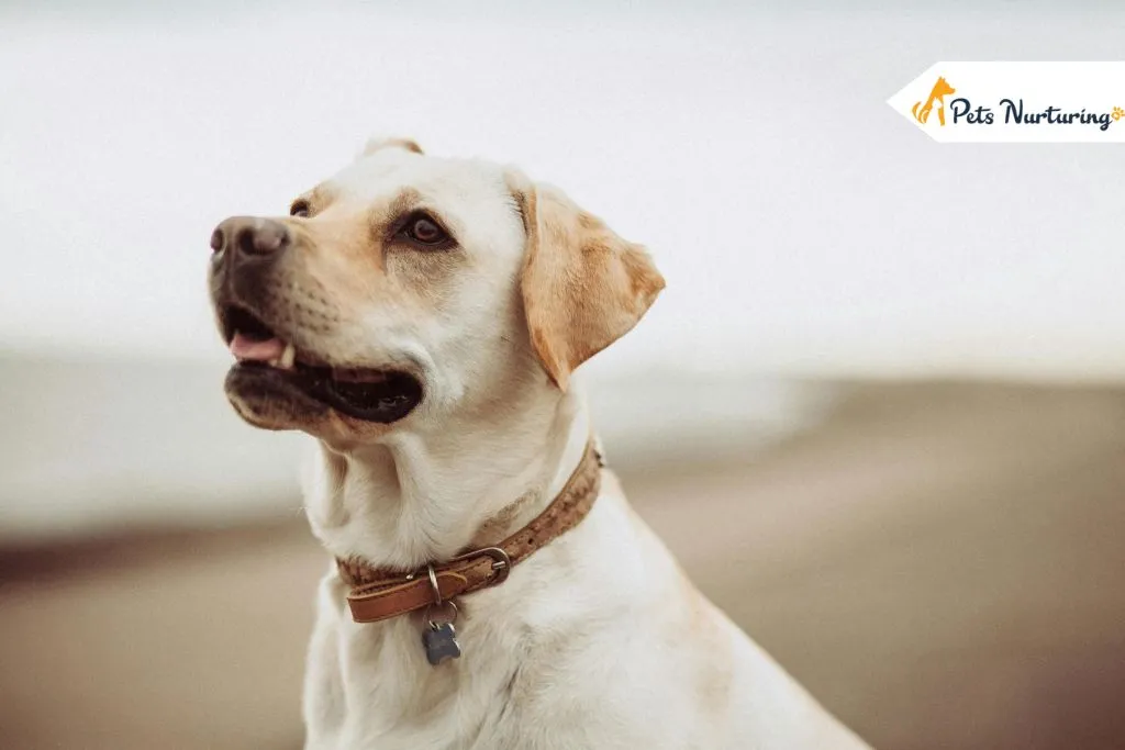 Type of Dog Collar