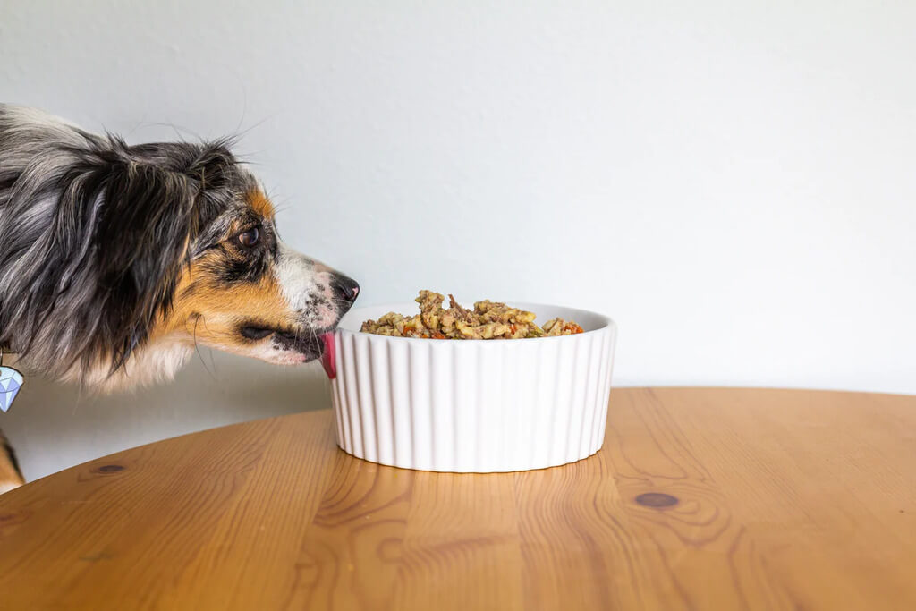 High-Quality Foods and Treats For Dogs