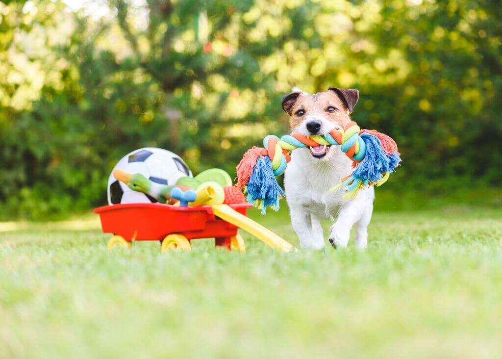 Best Toys For Dogs