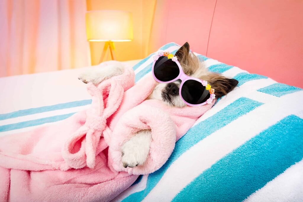A Pamper and Spa Day for dogs