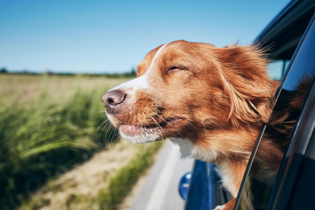 Take dog on a Trip