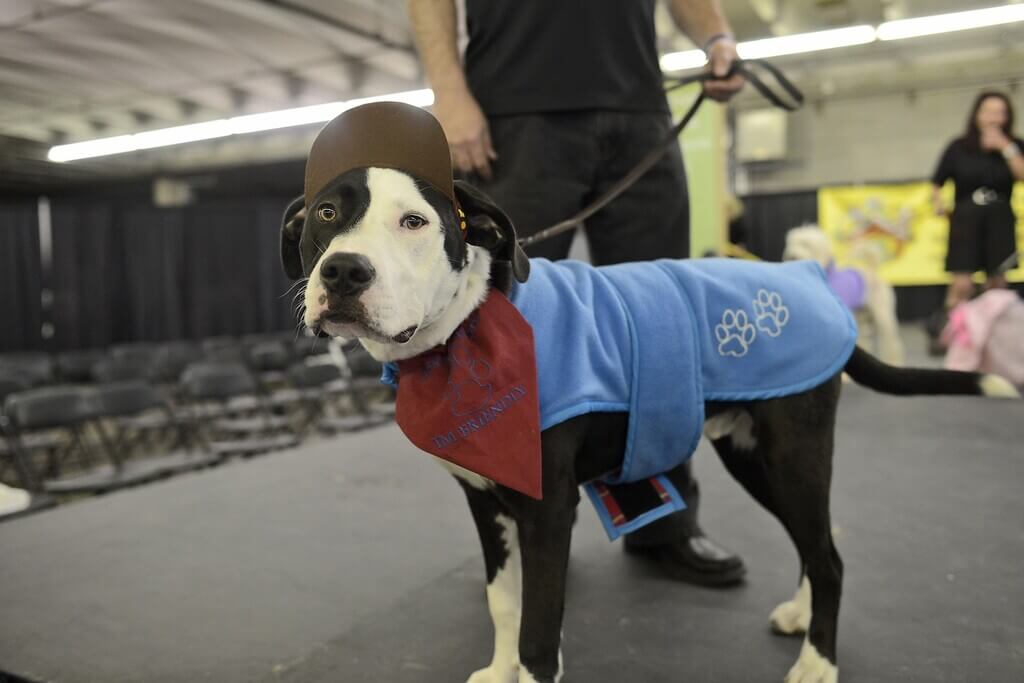 Embracing Doggy Fashion