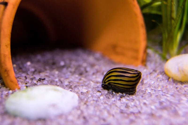 algae eater Nerite Snail fish