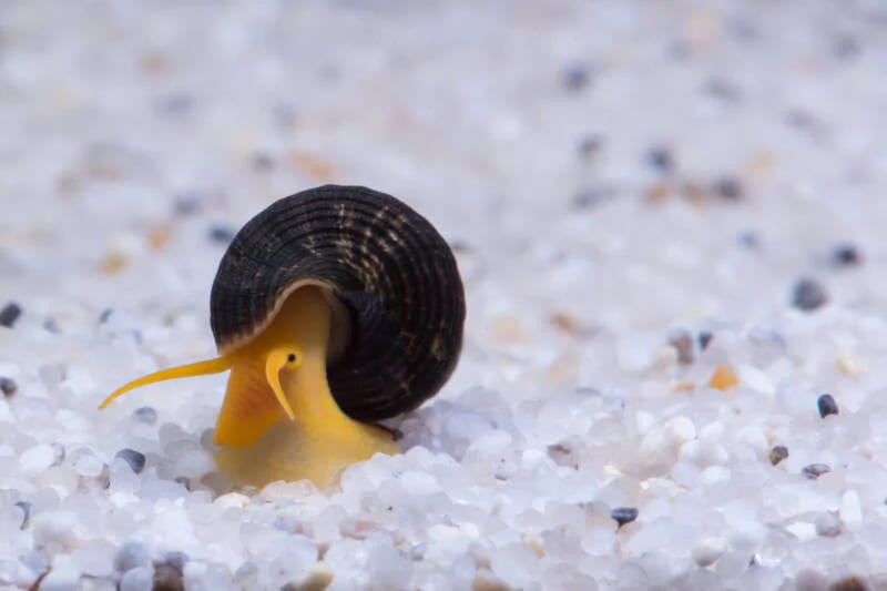 Rabbit Snail algae eater