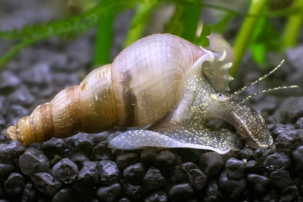 algae eater Malaysian Trumpet Snail