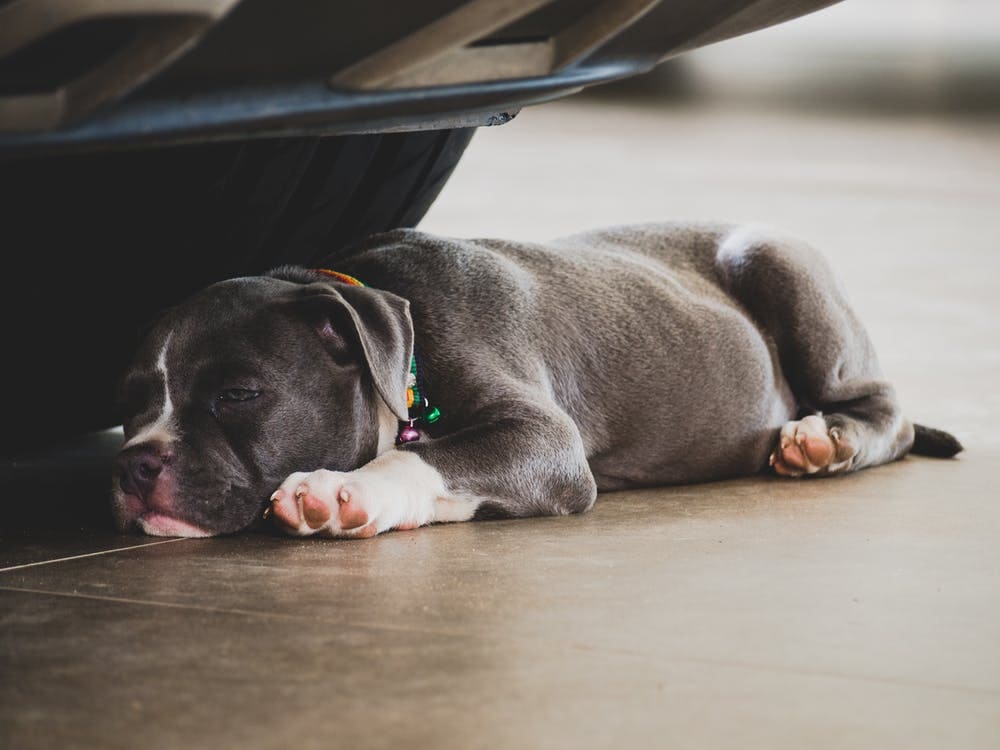 American Bully Dog Overview