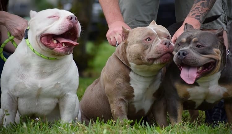American Bully Dog Diet
