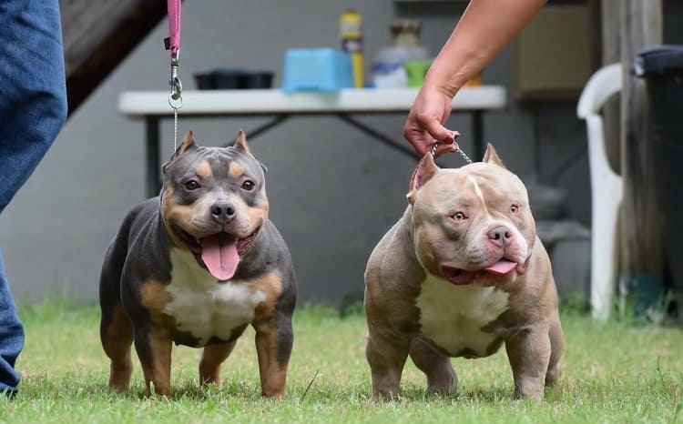 American Bully Dog Health Problems