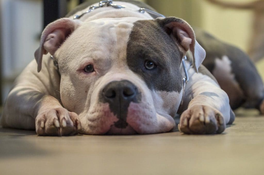 Fun Facts About American Bully Dog