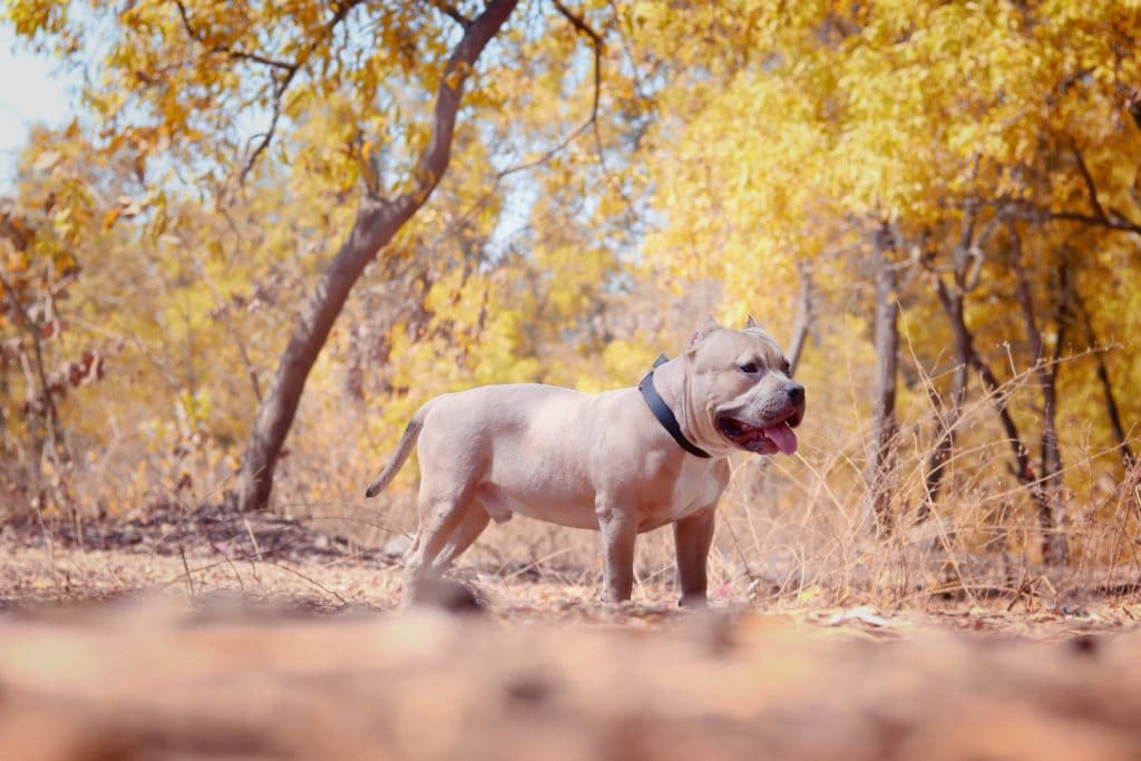 American Bully Dog History