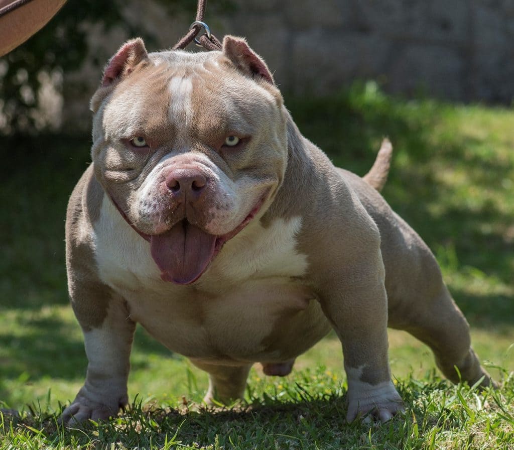 American Bully Dog Types