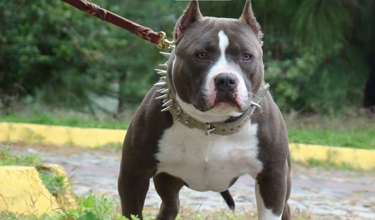 American Bully Coat Colors