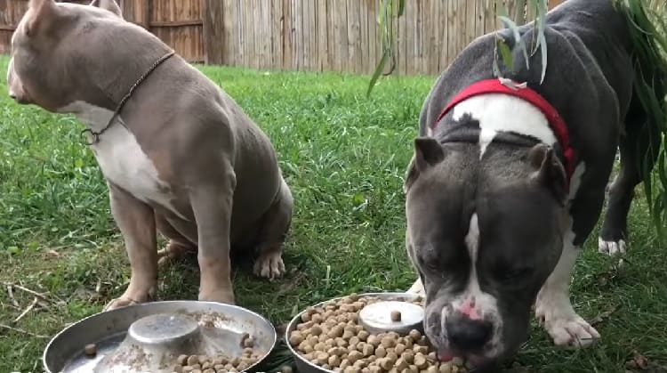 American Bully Temperament