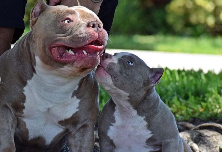 American Bully Dog Grooming