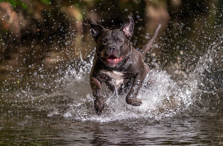 American Bully Dog Training