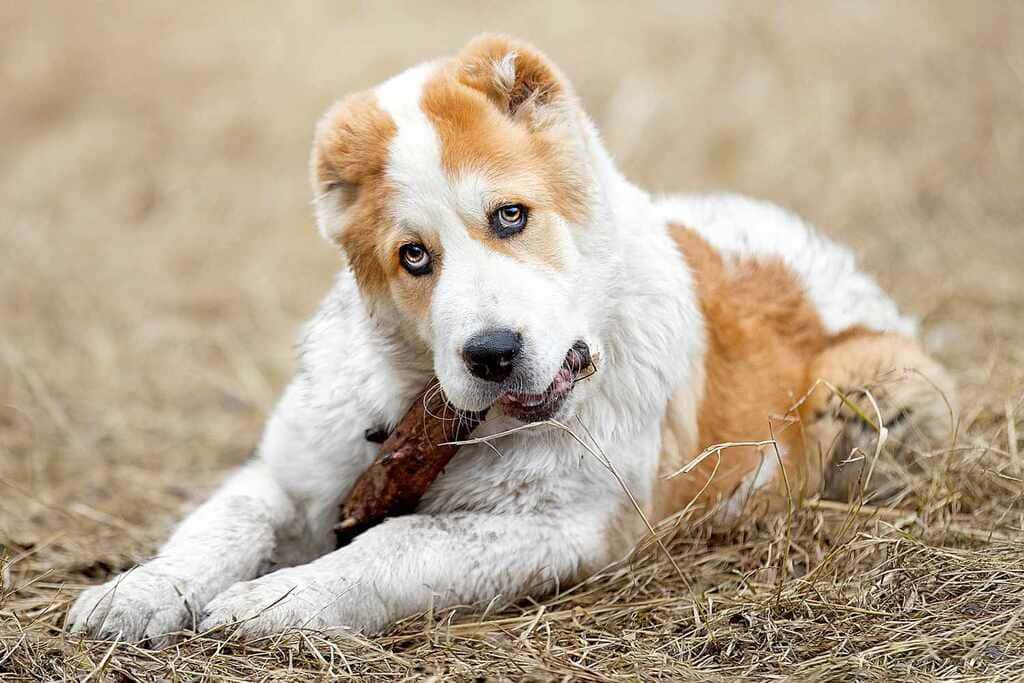 Food Requirements Of central asian shepherd