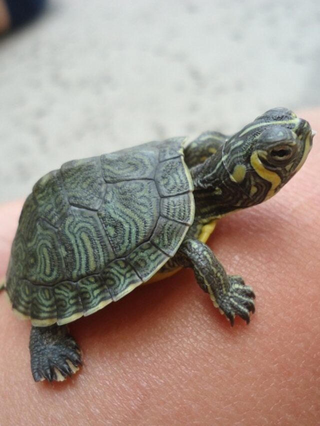 Small Pet Turtles That Stay Small & Good Pets | Pets Nurturing