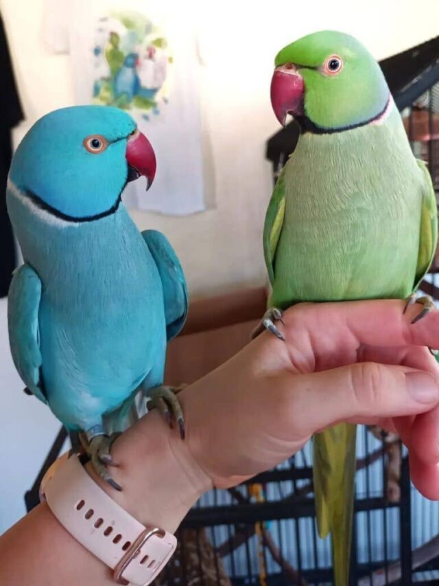 Indian Ringneck Parakeet: Vibrant Pets with Long Lifespan