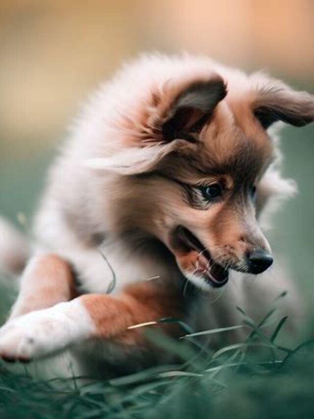 Reasons Why Do Dogs Roll In The Grass