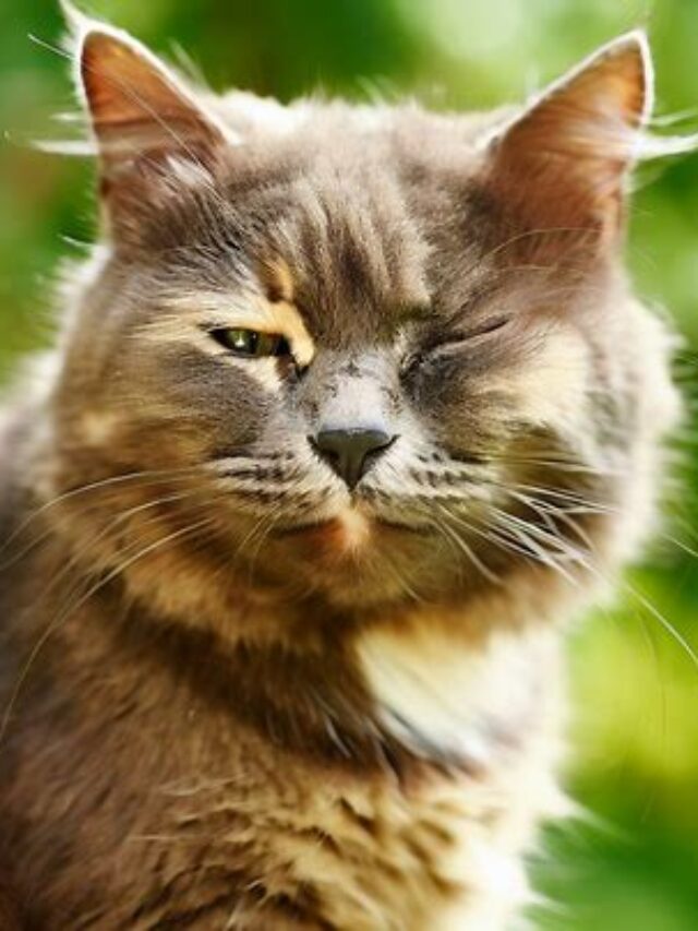 Cat’s Eye Cat Squinting One Eye Pets Nurturing